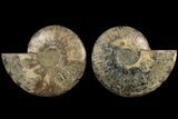 Agatized, Cut & Polished Ammonite Fossil - Madagasar #184293-1